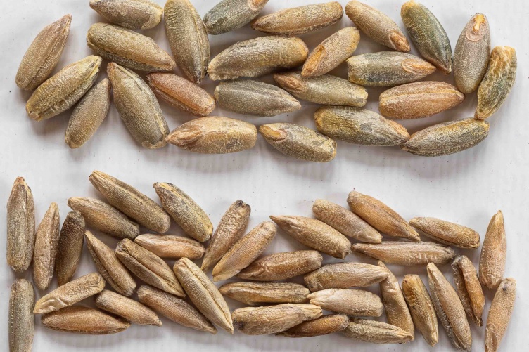 a photo showing the variety in seed sizes within a single lot of rye seeds