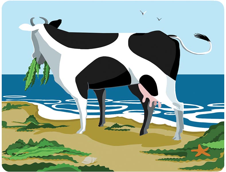 Seaweed/cow illustration