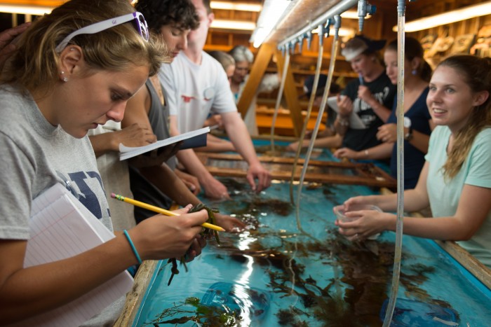 UNH students looking at marine wildlife in a tank in the Shoals Marine Laboratory