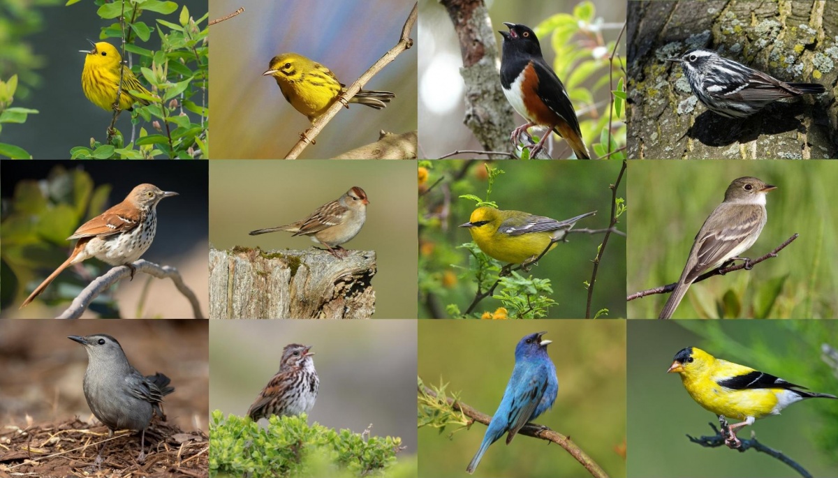 A collage of shrubland obligate birds that share their habitat with the New England cottontail