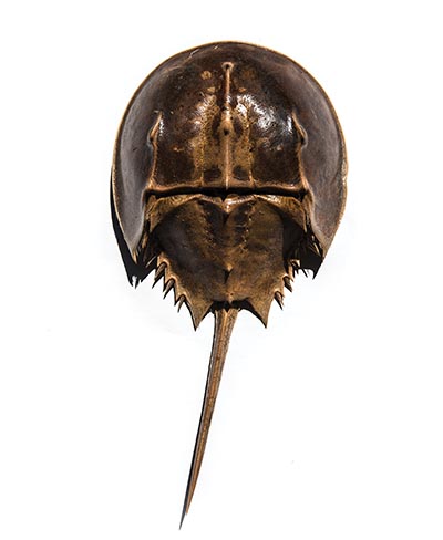 Horseshoe crab