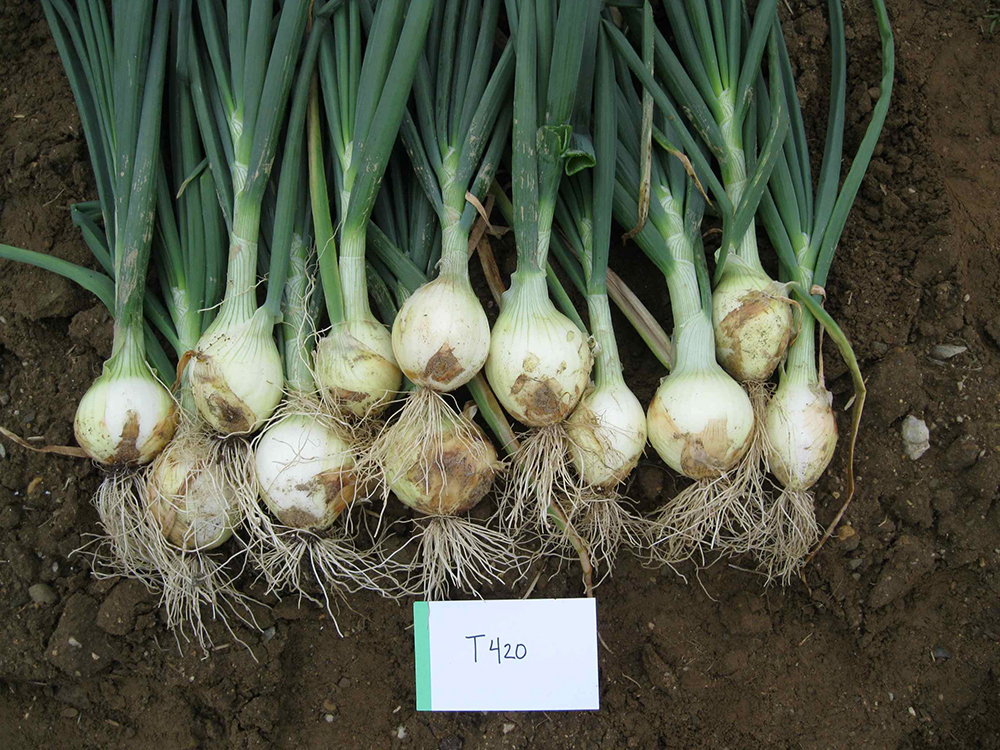 Onions