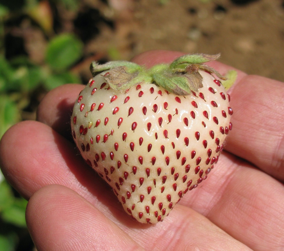 A close up of a white strawberry native to Chile
