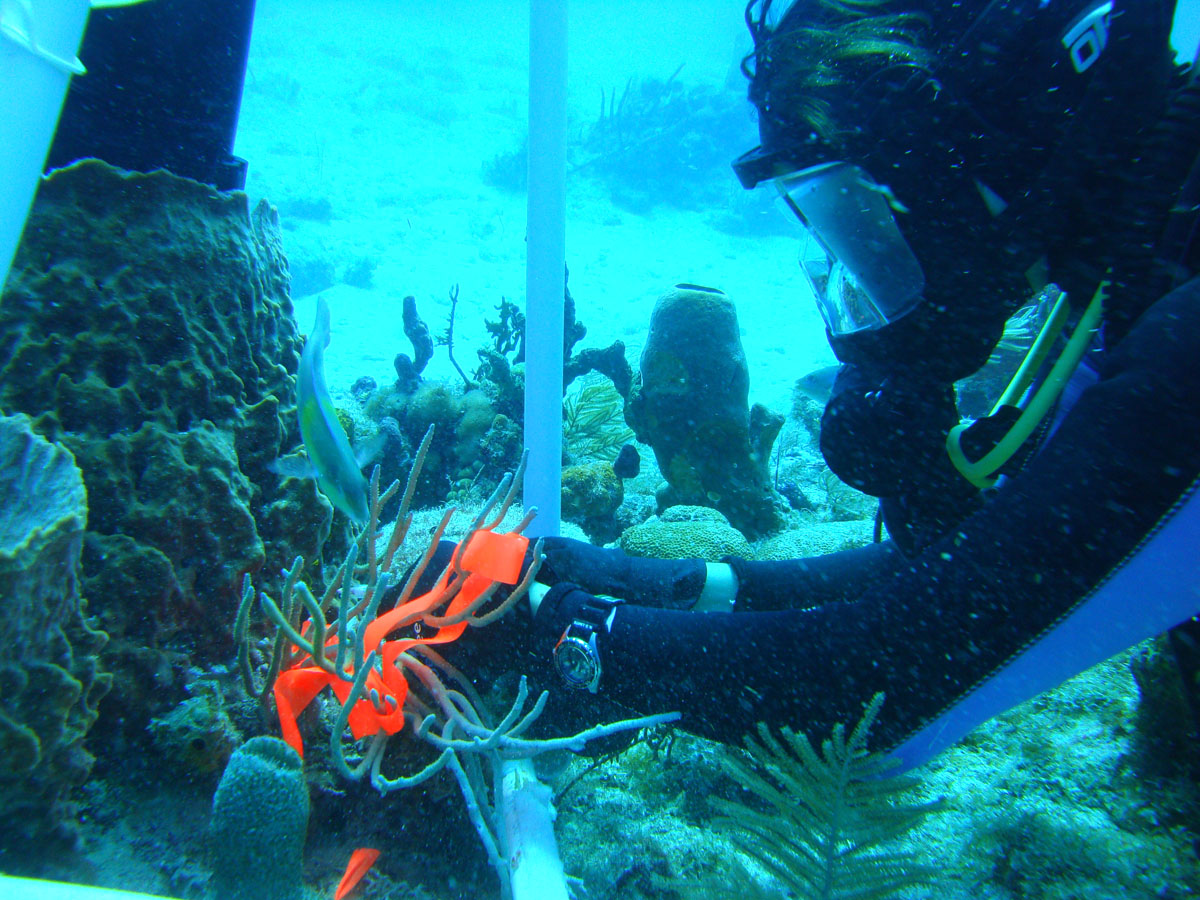 Graduate Student Dives Deep As Aquanaut On Undersea Research Station Unh Today Graduate Student Dives Deep As Aquanaut On Undersea Research Station Unh Today