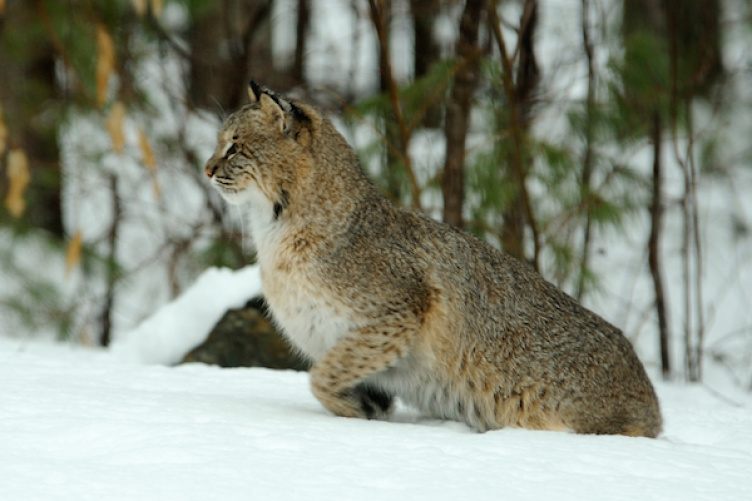 bobcat in woods