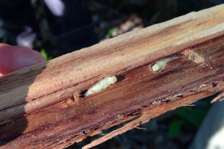 emerald ash borer larvae