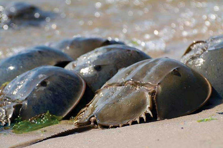 horseshoe crabs