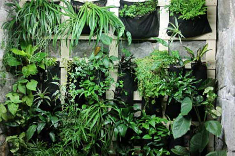 plants along living wall