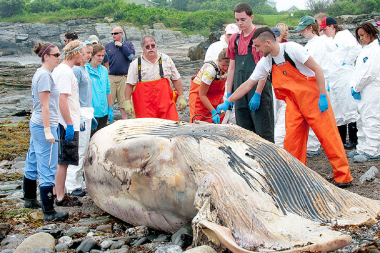 MINKE WHALE DISSECTION