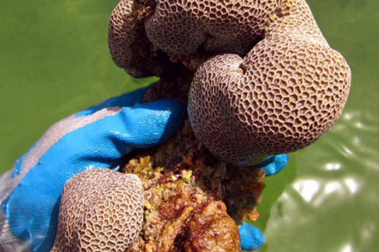 coral from reef in hand