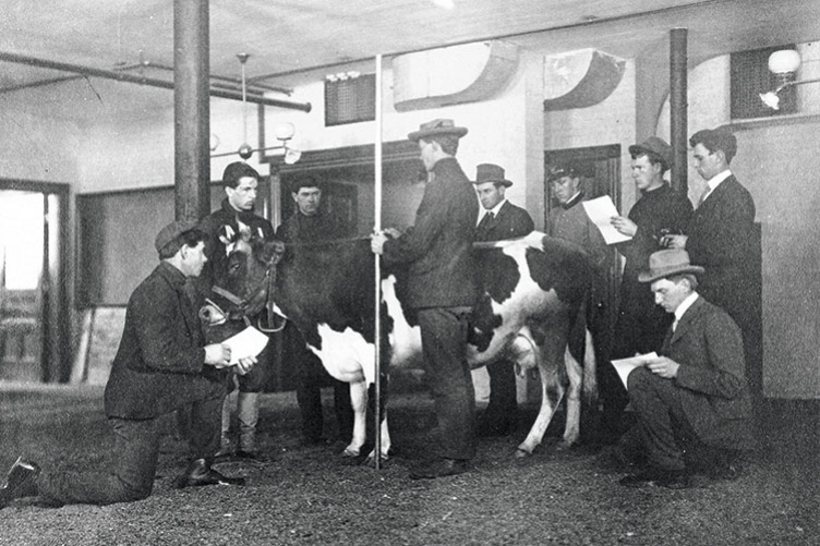 cow judging