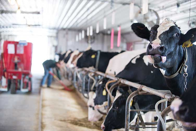 UNH Milk - Fairchild Dairy UNH Milk - Fairchild Dairy