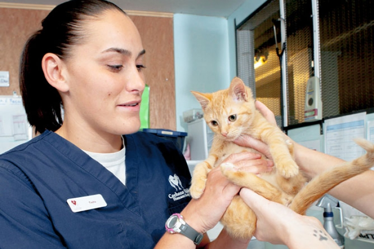 student examining kitten at vet hospital