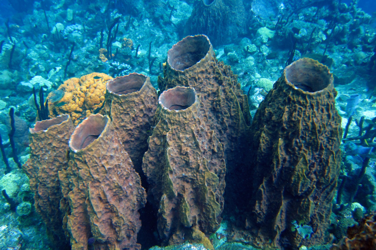 Sponges on a coral reef Sponges on a coral reef