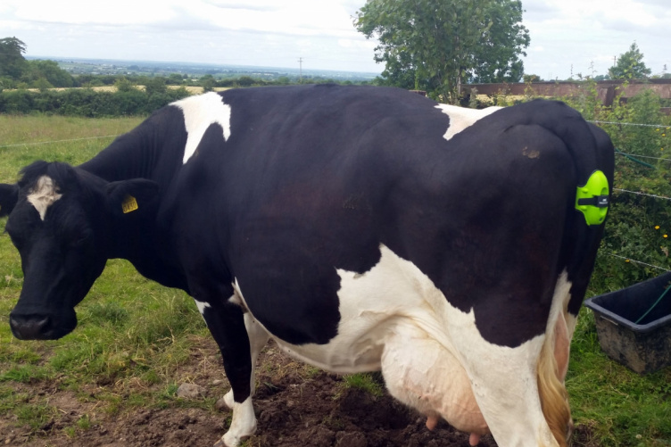 A cow at UNH's Fairchild Dairy