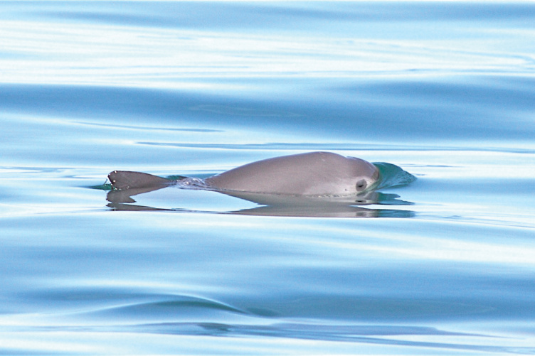 Vaquita A vaquita, the world's smallest and rarest porpoise