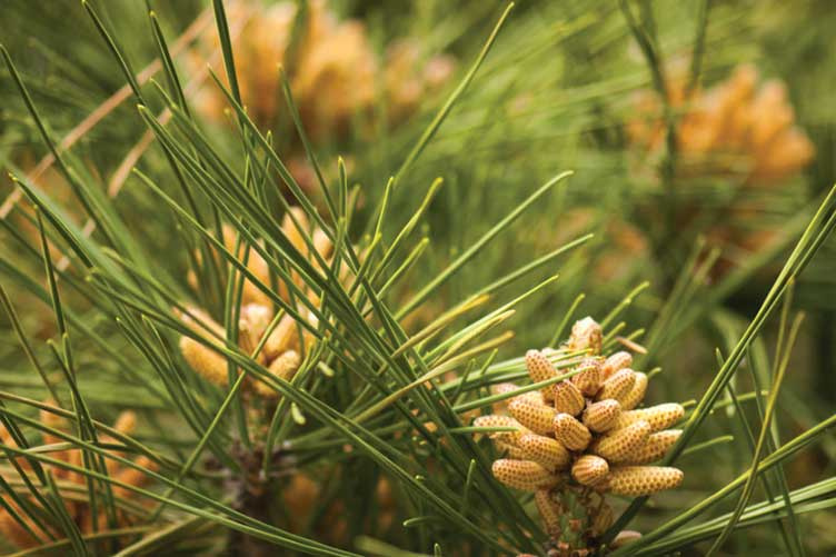 pine tree closeup