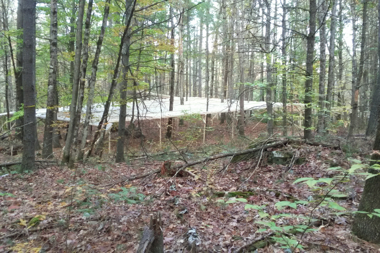 Wooded area at Thompson Farm