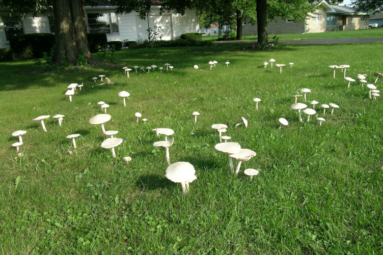 Ring of mushrooms in a suburban law
