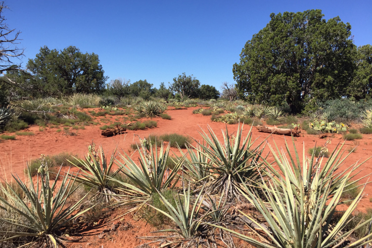 a desert environment