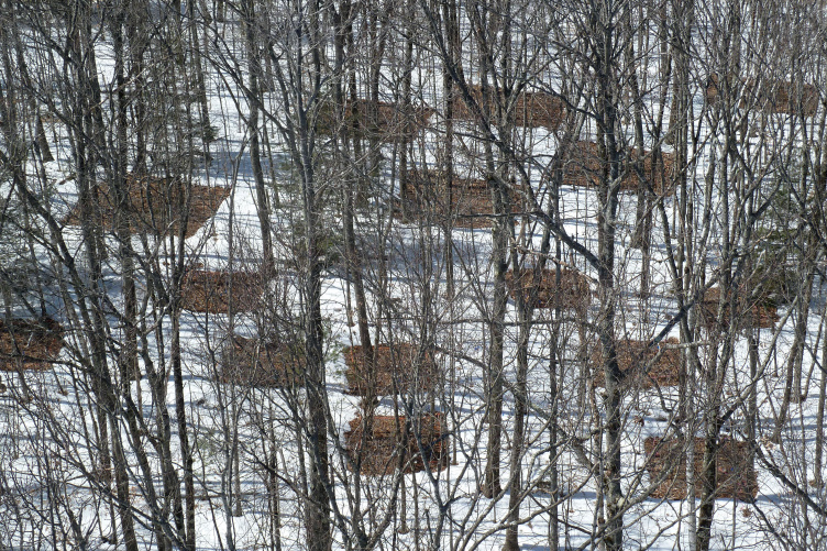 Overhead view of forest in snow, with square patches of bare ground