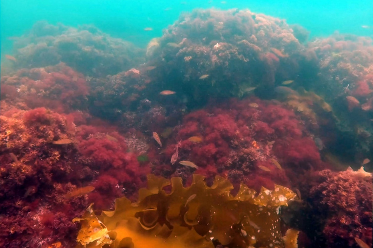 Underwater shot of reddish seaweed