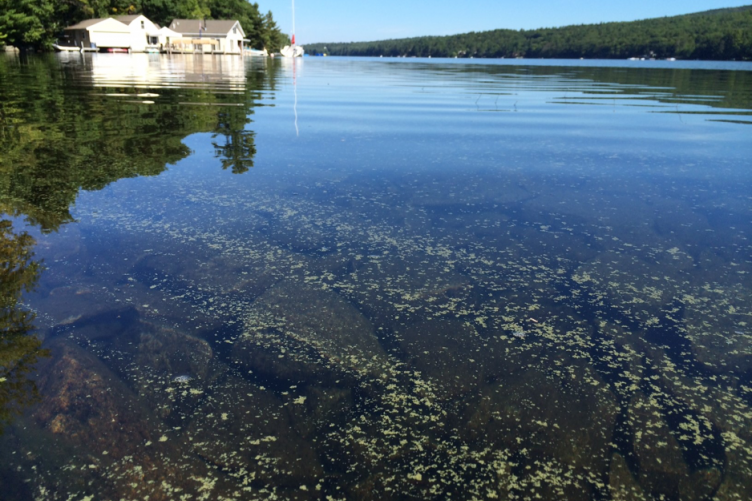 A cyanobacterial bloom on the surface of a lake