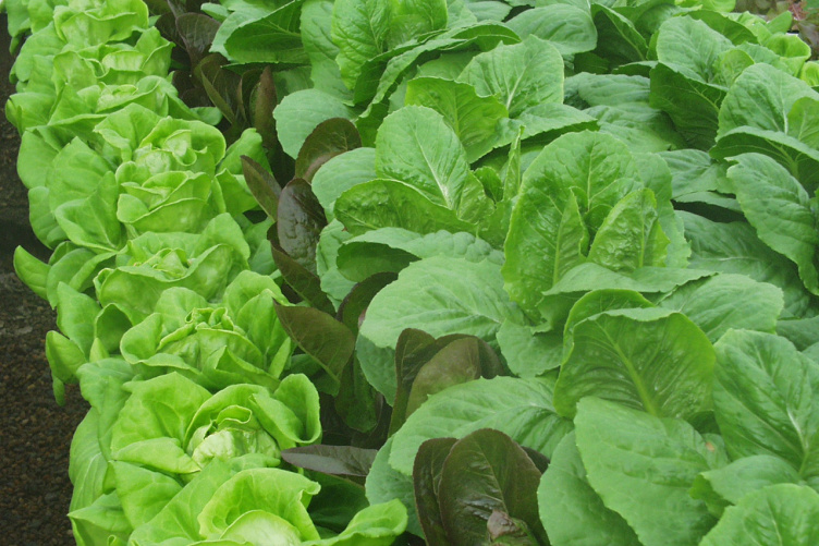 Hydroponic lettuce at UNH Thompson School greenhouse Hydroponic lettuce at UNH Thompson School greenhouse