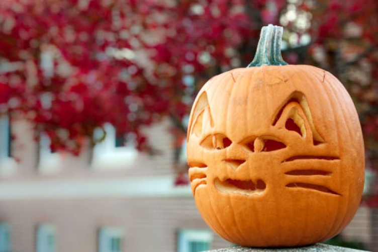 bobcat-pumpkin-patterns