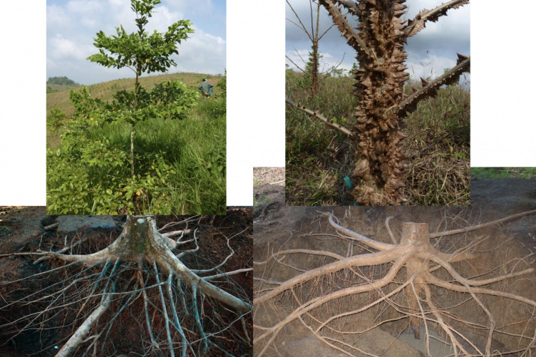 Montage photos of trees with their root systems