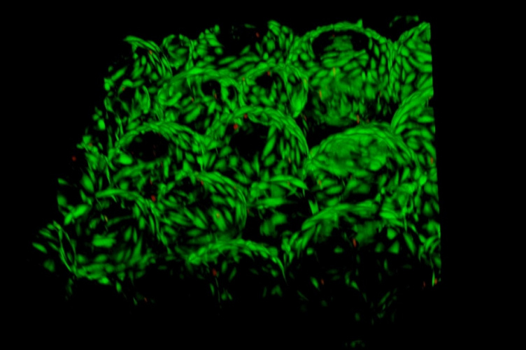 3d microscope image of skin cells