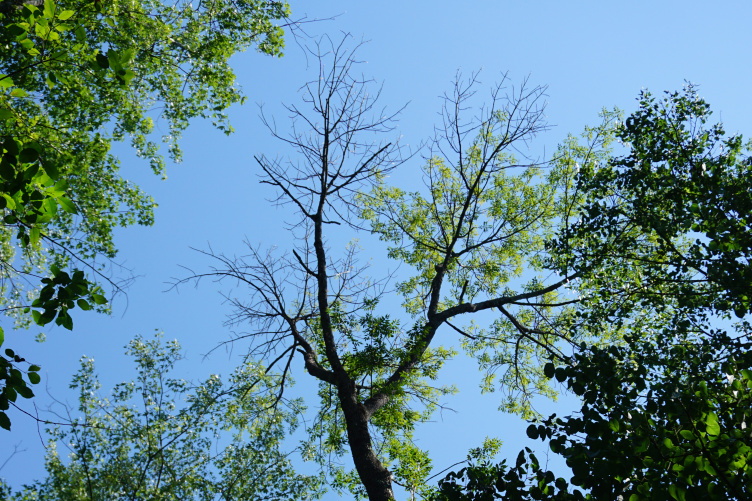 Ash tree infested with the emerald ash borer Ash tree infested with the emerald ash borer