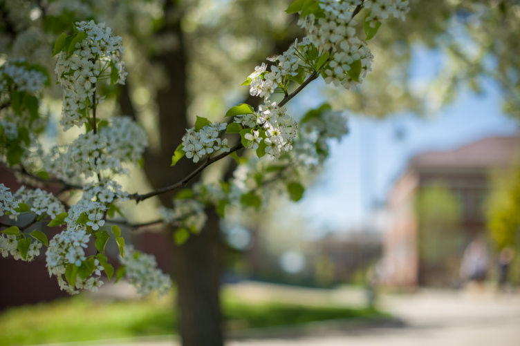 a spring blossom on the campus of the University of New Hampshire in Durham