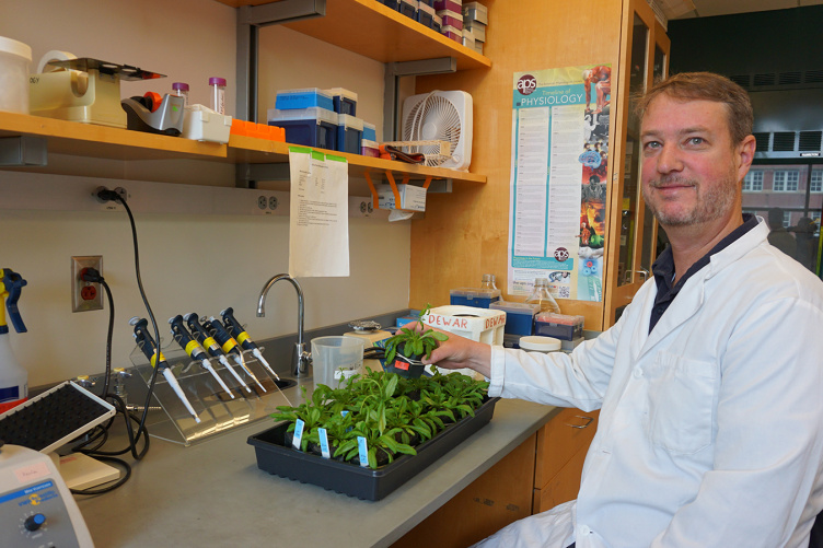 Kevin Culligan holds a Arabidopsis thaliana plant in his lab.