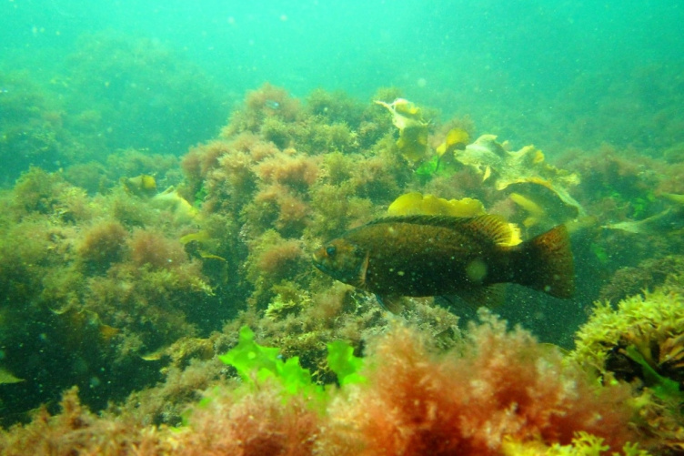 Undersea image of a fish in seaweed