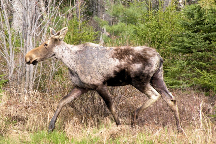 Emaciated moose