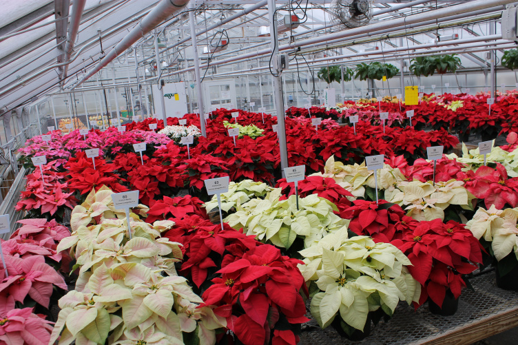 Poinsettia on display at the Thompson School Poinsettia Open House