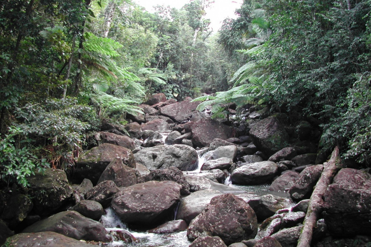 Stream in Puerto Rico