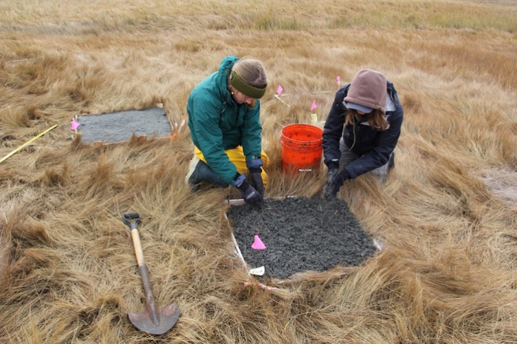 UNH students conducting a field experiment on an area salt marsh
