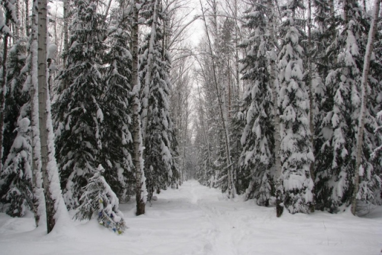 Snowy trail in a northern forest