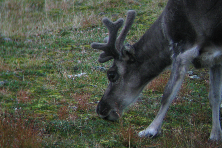 A reindeer with fuzzy antlers browses for food on the ground.