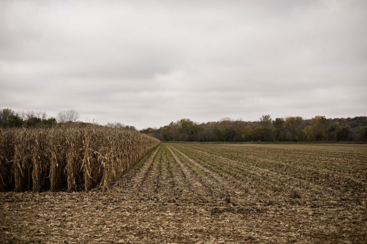 corn fields