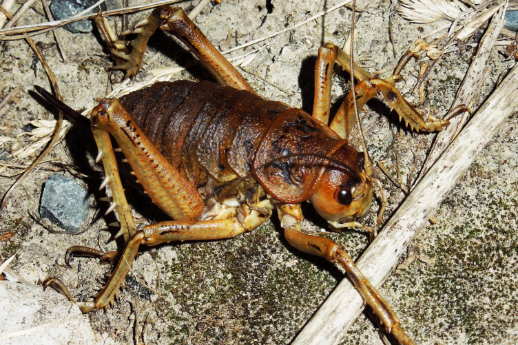 Cook Strait female giant weta Cook Strait female giant weta