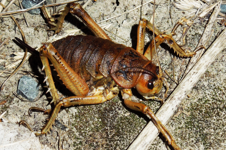 Cook Strait female giant weta 