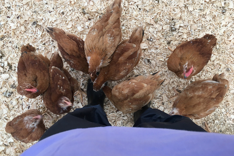 PEEP flock gathers around a student. PEEP flock gathers around a student.