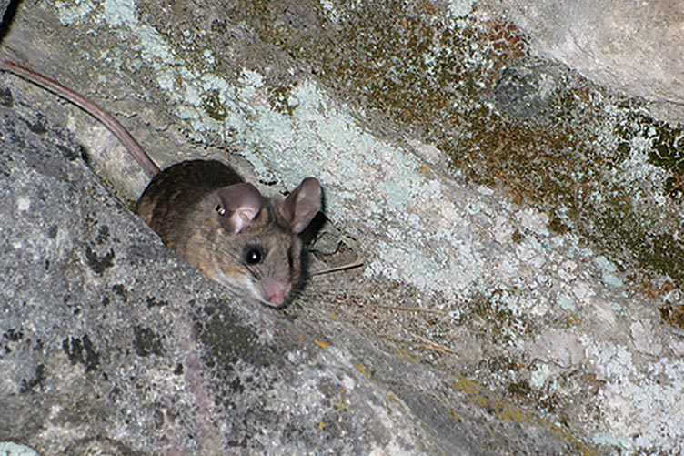 Desert mouse