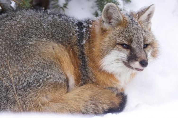 fox in the woods