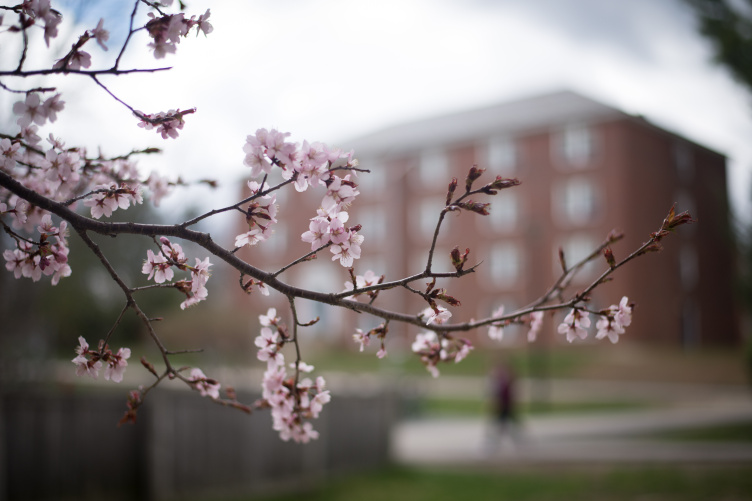 Spring pink blossoms on a tree in front of a brick building on campus.