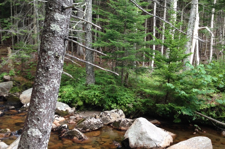 Acadia stream