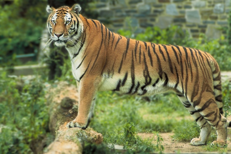 The White Bengal Tiger - Project Endangered Tigers